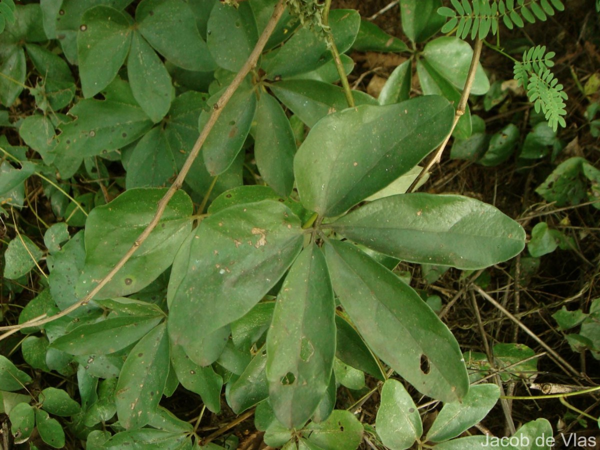 Dioscorea tomentosa J.Koenig ex Spreng.